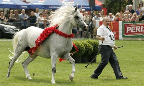 2007.08.04 Janow Podlaski XXIX Narodowy Pokaz Kon Arabskich n/z najpiekniejszy kon pokazu - klacz Palmirafot Wojtek Jargilo