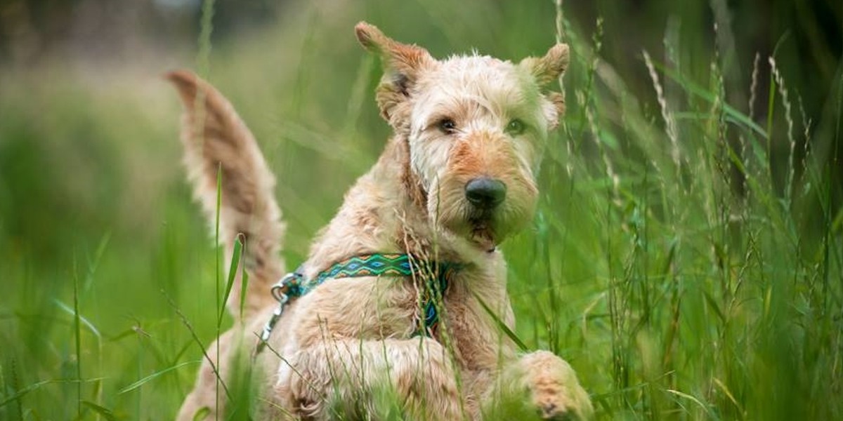 briard pies do adopcji