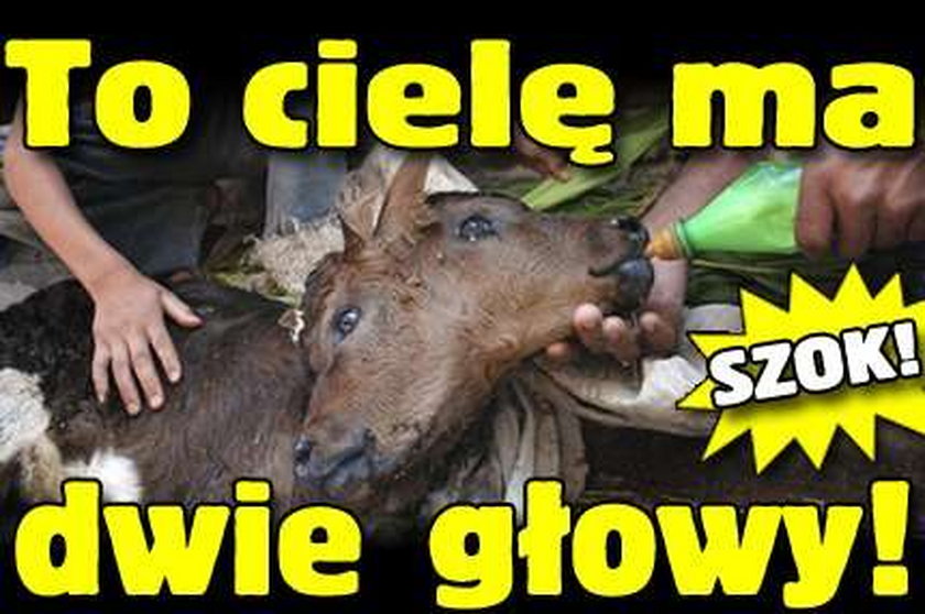 To cielę ma dwie głowy!