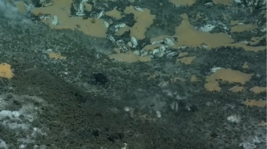 Pukotina na rasednoj liniji na dnu Pacifika