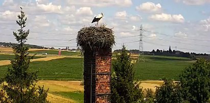 Tu możesz podglądać bociany