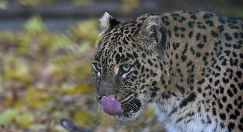 Official estimates suggest there are between 12,000 and 14,000 leopards in India