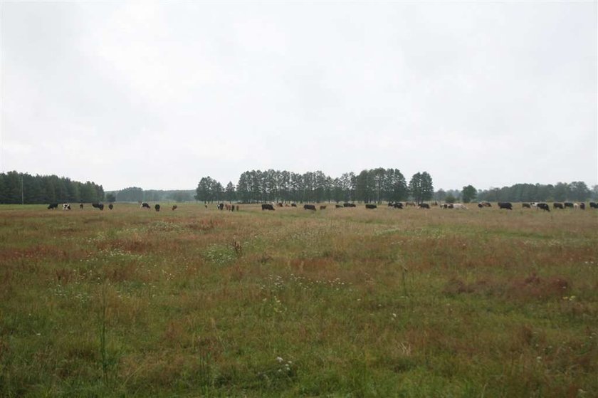 Pastuch zgwałcił dziecko