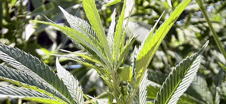 Marihuana w Sejmie. Lobbysta ma zarzut