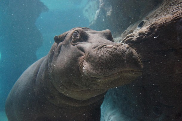 ZOO Wrocław Afrykarium Afryka zwierzęta oceanarium