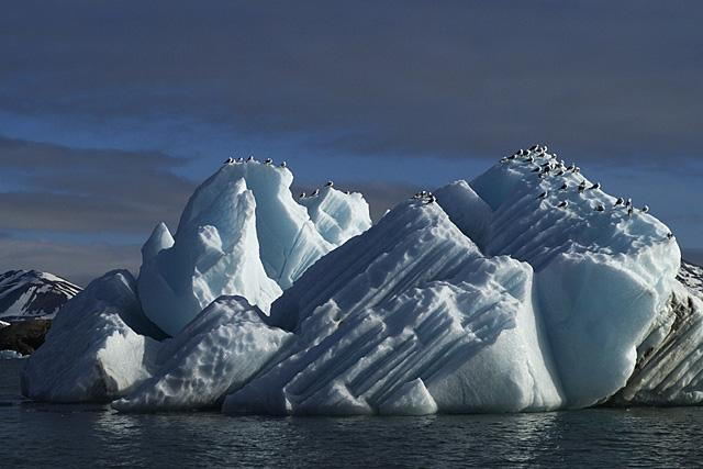 Galeria Wystawa polarnej fotografii przyrodniczej "Ptaki Spitsbergenu", obrazek 22