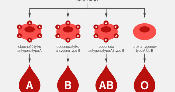 Jak Dziedziczymy Grupę Krwi I Czynnik Rh Sprawdź Jaką Grupę Krwi Może Mieć Twoje Dziecko 9708