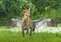 Jagdeep Rajput, "Pegasus, the flying horse"