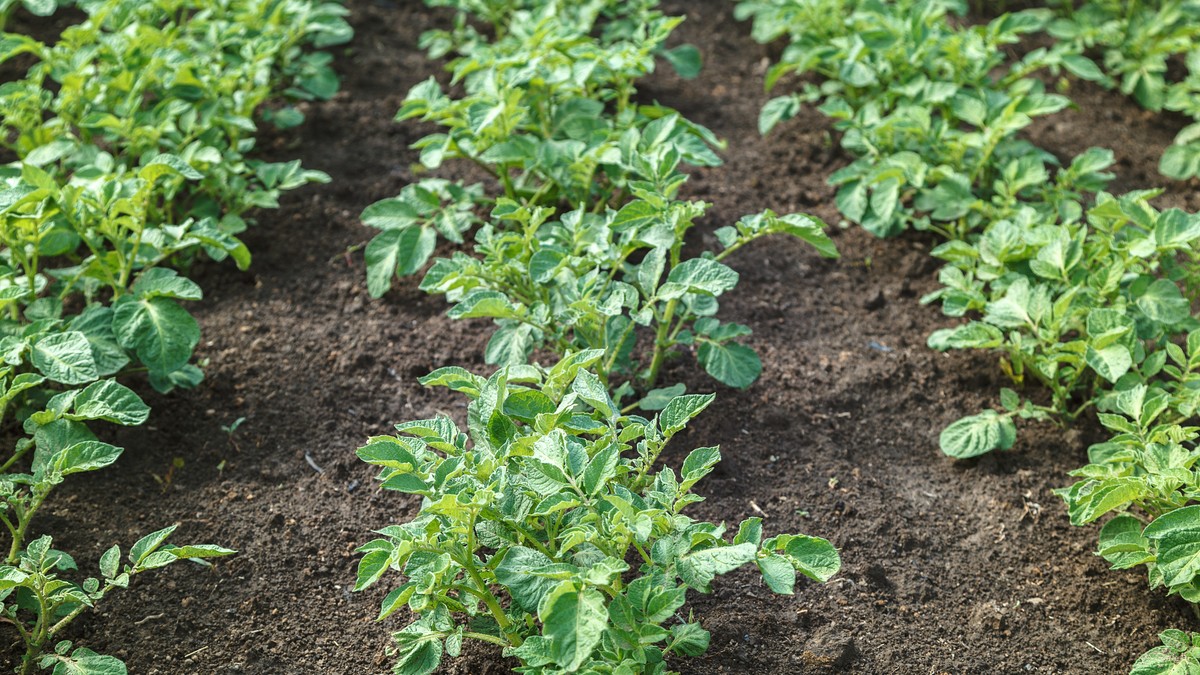 Krompirova zlatica nestaje bez hemije: Trik sa senfom koji koriste baštovani u Srbiji