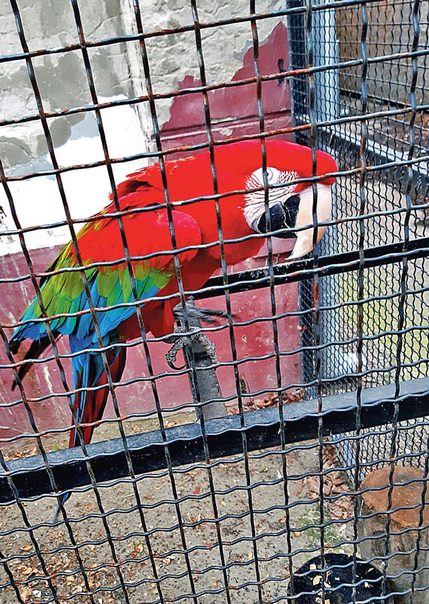 Papagaji ostaju u zoo-vrtu jer nemamo stanište za njih