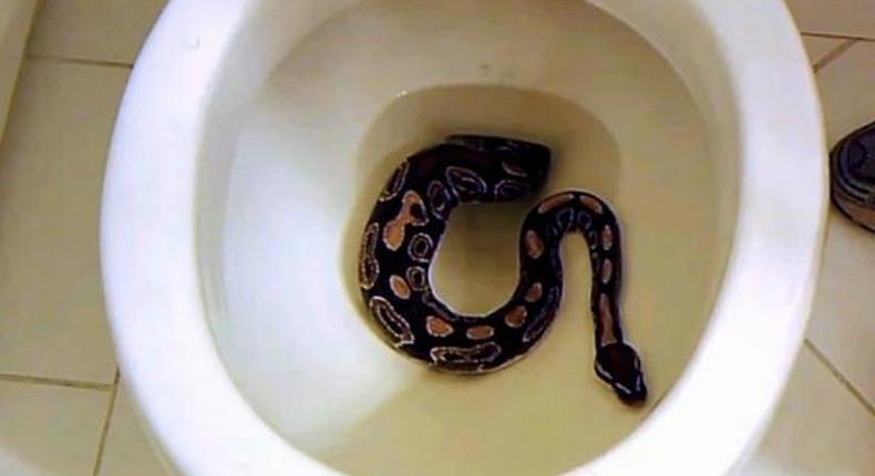 Snakes can get into your toilet [slate]