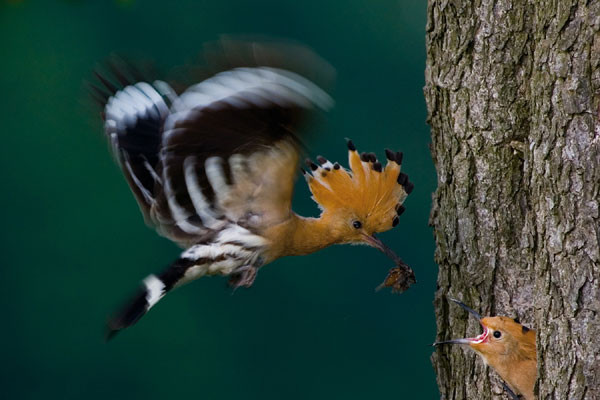 2. Wielki Konkurs Fotograficzny National Geographic Polska