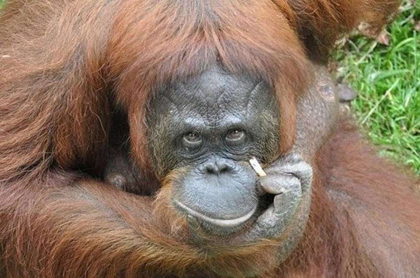 Orangutan musi rzucić palenie