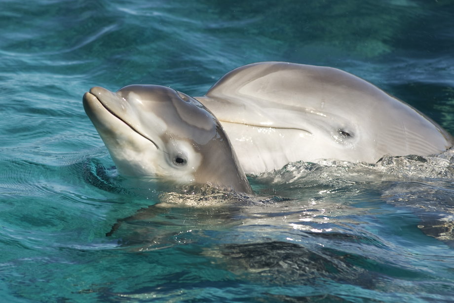 Młody delfin butelkonosy.