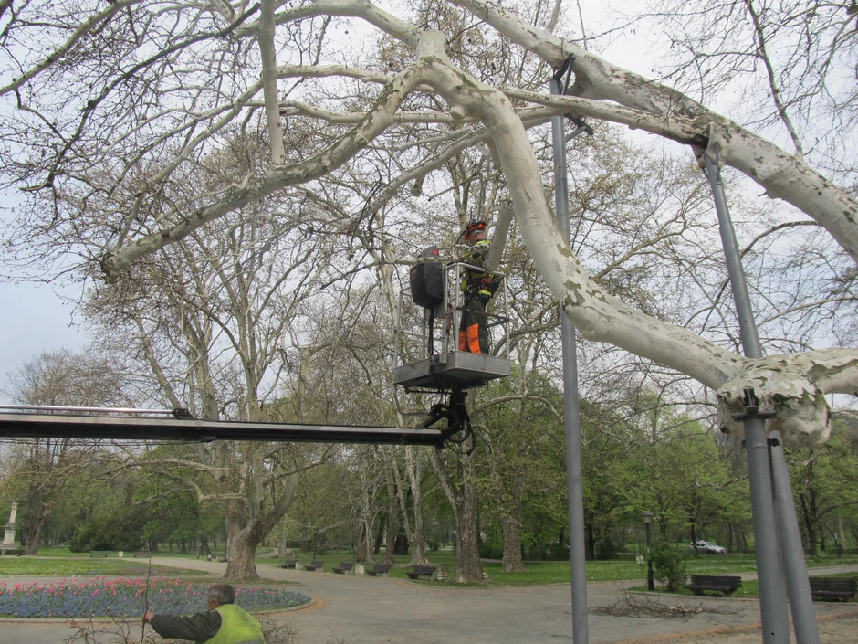 Posebna briga o najvećem platanu