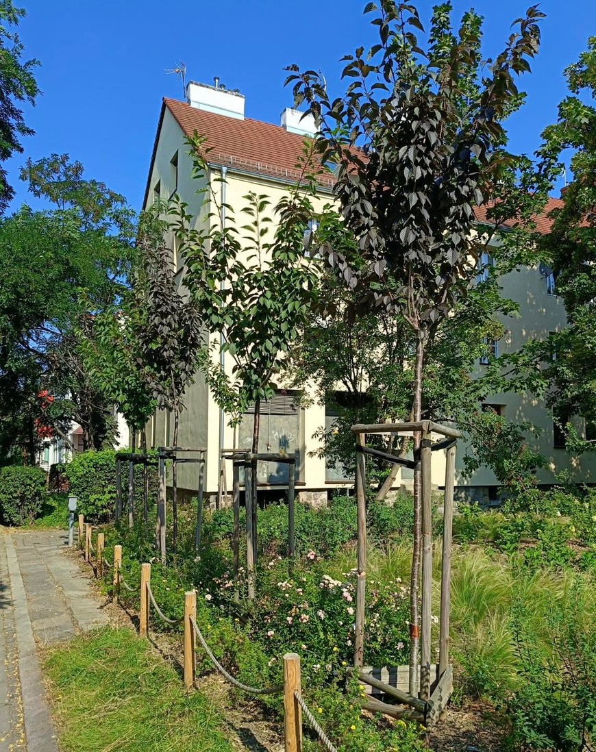 Piękne drzewa wzbogacają otoczenie