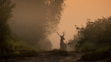 myśliwi na celowniku posłów. szykują się istotne ograniczenia w dostępie do broni