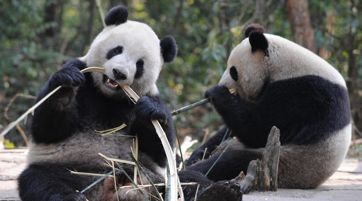 A panda az egyik legkedvesebb állat a világon /Fotó: Northfoto