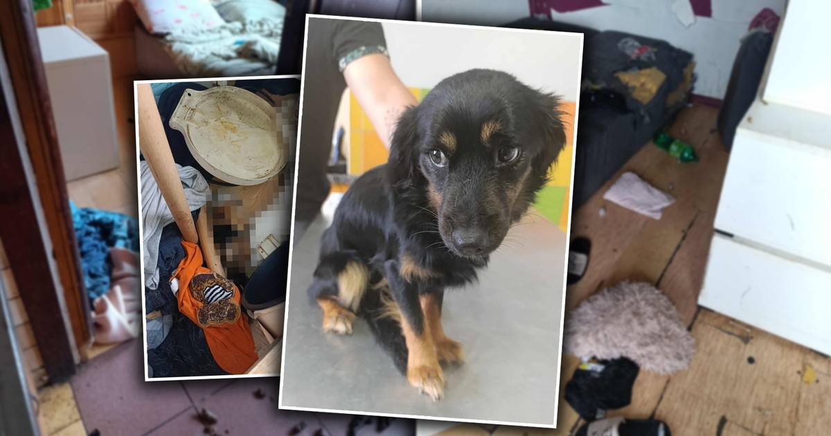 Wyjechała na wakacje i zostawiła w domu zwierzęta. "Jest mi wszystko obojętne"