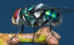 Larwami muchy zielonej można skutecznie oczyścić rany