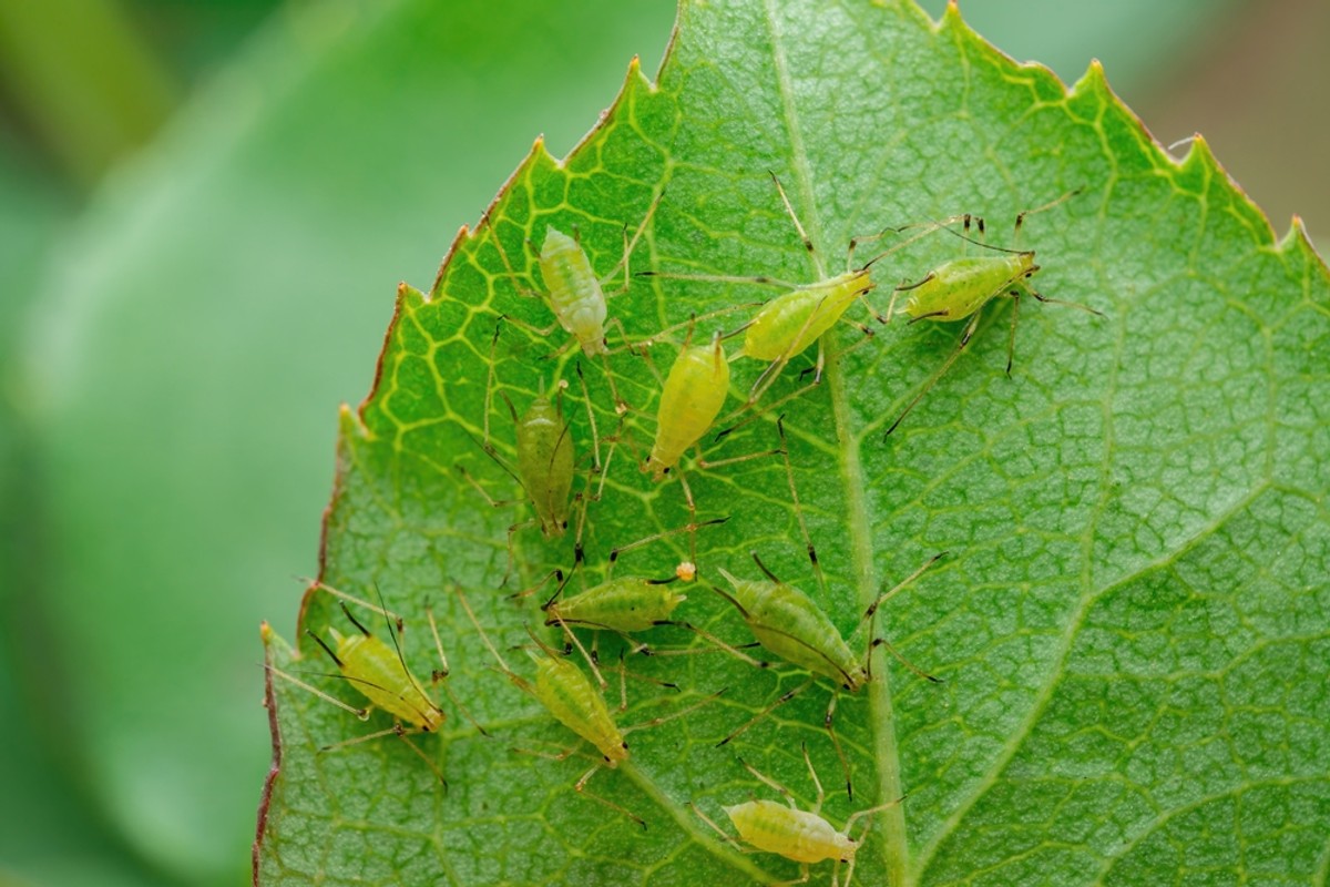 Mleko może być stosowane jako naturalny środek pomagający w zwalczaniu mszyc na uprawach i roślinach. Podpowiadamy, w jaki sposób warto je wykorzystać.