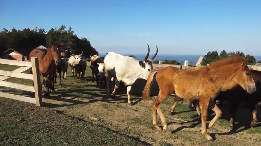 Na 900 metara nadmorske visine udahnuo je svu lepotu Srbije, koju odavde vidi kao na dlanu