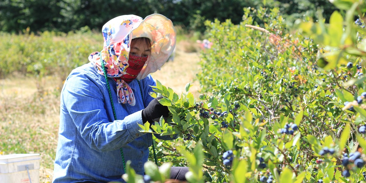 A blueberry picker picks fruit at Lohas Farms in Richmond, British Columbia, Canada on July 3, 2016.