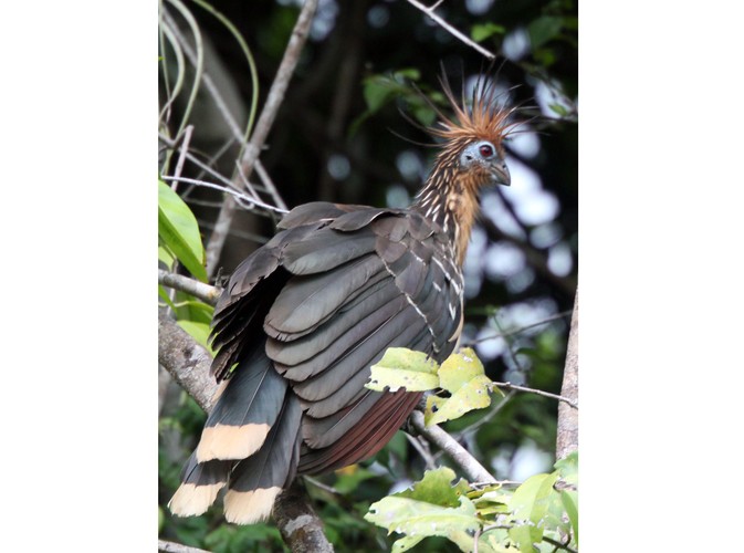 Wenezuela - Los Llanos