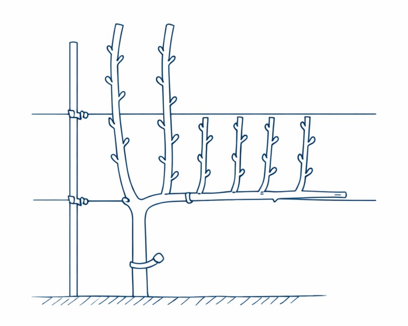 Zimowe cięcie winorośli - dwa dłuższe pędy to zapasowe na przyszły rok, krótsze wyrastające z głównej łozy będą owocowały w sezonie.