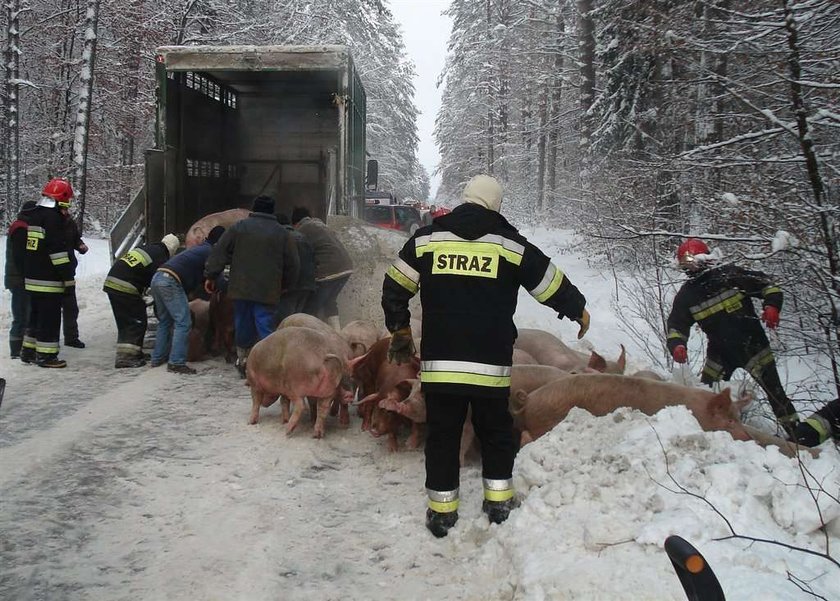 Wieprzowy dramat! Świnie wypadły z TIR-a, ratowali je strażacy