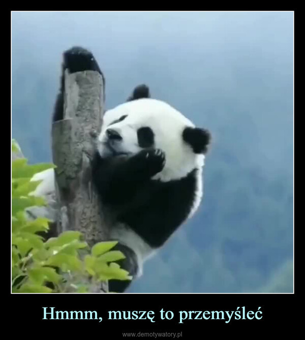 Najlepsze memy o pandach