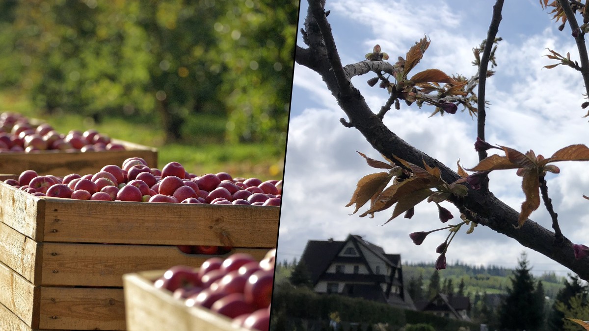 Sadownicy z niepokojem patrzą w niebo. Zima w kwietniu sprawi, że jesienią zdrożeją owoce?