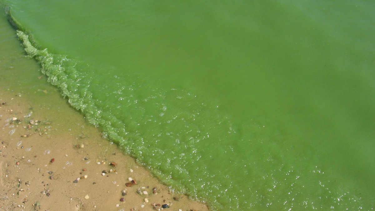 W południowej części Wielkich Jezior Mazurskich silnie zakwitły glony, a wraz z nimi toksyczne sinice. Zakwitowi sprzyja eutrofizacja akwenów czyli ich nadmierne użyźnienie spowodowane azotowymi i fosforowymi zanieczyszczeniami - oceniają naukowcy.