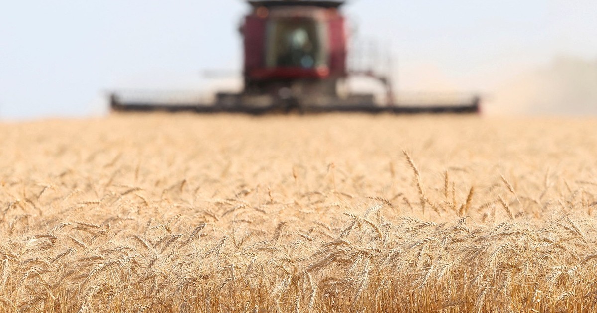 FG secures $134m loan from AfDB to boost wheat production - Vimarsana News