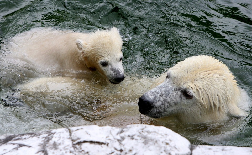 NIEMCY ZOO NIEDŹWIADEK POLARNY