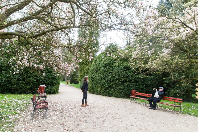 W kórnickim arboretum zakwitły magnolie