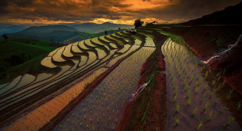 Colourful rice fields 