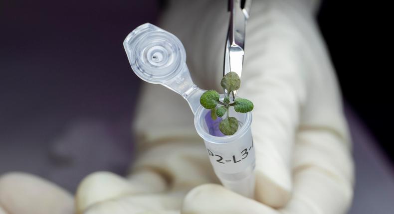 For the first time, researchers grew plants in lunar soil. A researcher puts a thale cress plant in a vial for genetic analysis.