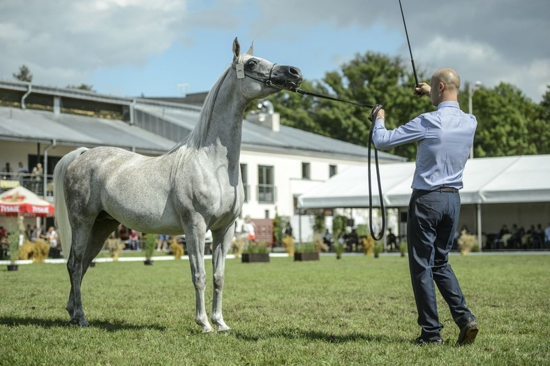 Janów Podlaski (woj. lubelskie), 17.08.2014. Klacz Alabama z SK Janów Podlaski podczas pokazu koni aukcyjnych, 17 bm. W Janowie Podlaskim trwają Dni Konia Arabskiego. Imprezę zakończy po południu 45. Aukcja Koni Arabskich Czystej Krwi 