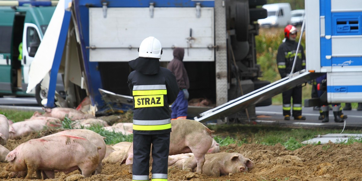 Wypadek ciężarówki ze świniami w Dębnie