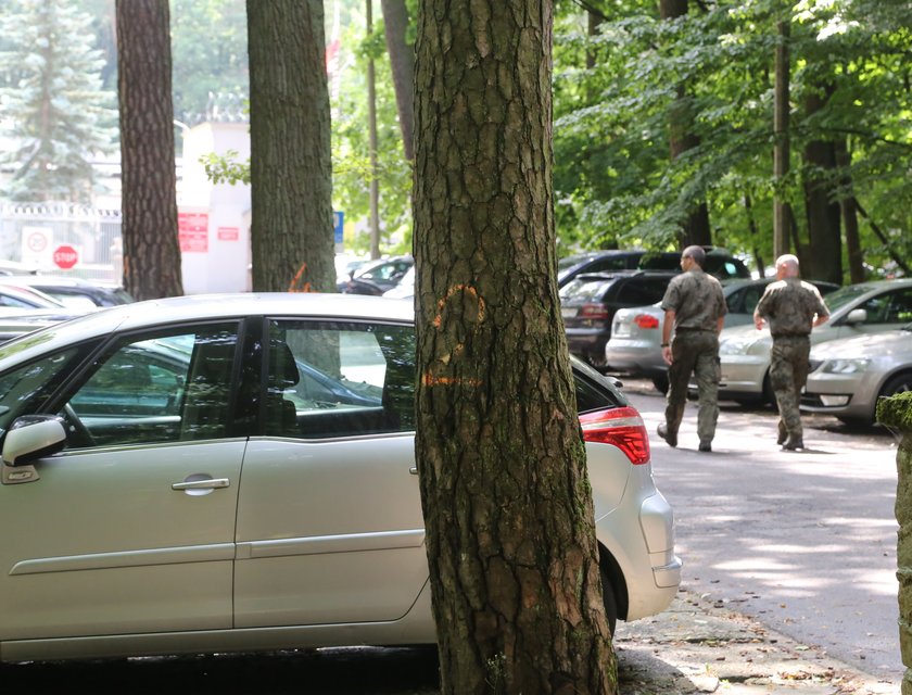 Wojsko planuje wielką wycinkę drzew w Lesie Kabackim