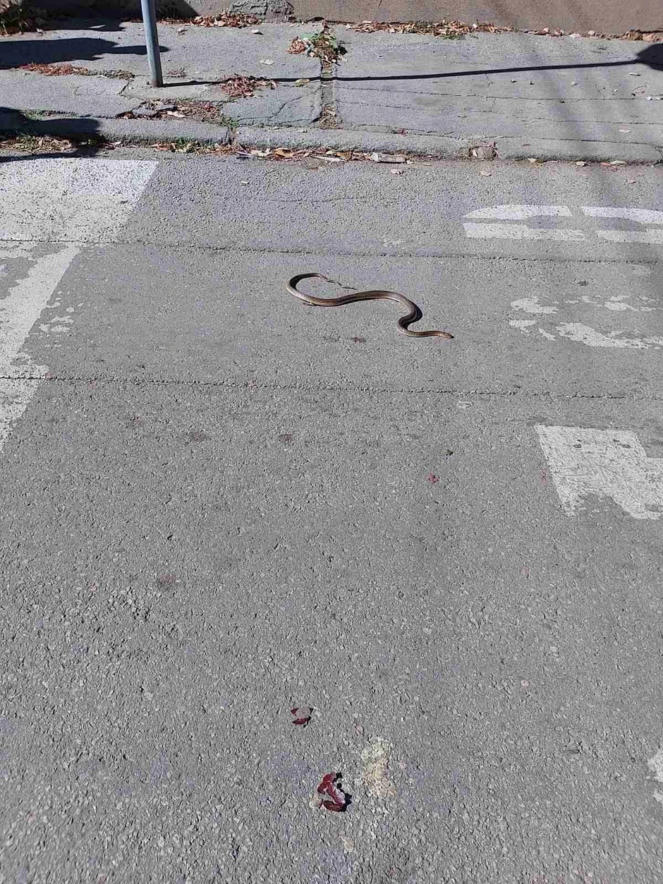 Zmija isprepadala Nišlije