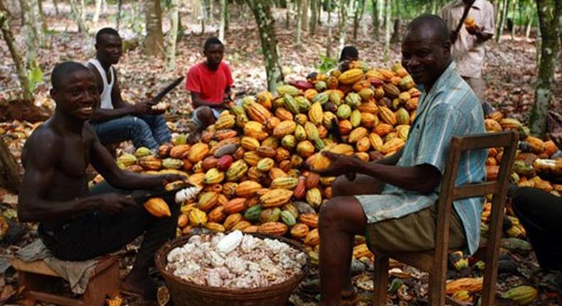 Ondo to begin chocolate production April 2016