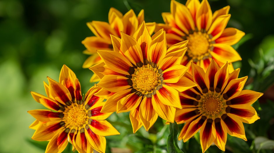 Gazania - Nitr/stock.adobe.com