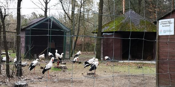 Bociany białe w Ośrodku Rehabilitacyjnym Zwierząt w Starym Załuczu