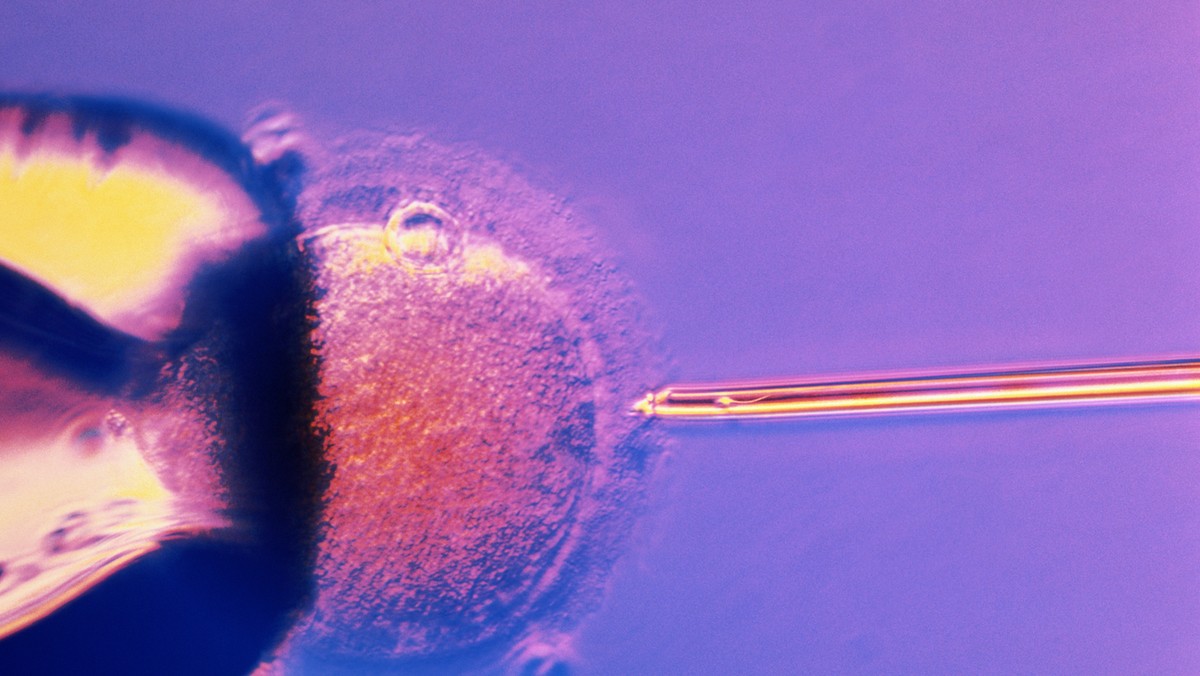 Badania naukowe, które prowadzą do wypracowania metod mających na celu wyeliminować choroby mitochondrialne u dzieci, mogą dać nieoczekiwany efekt. Ludzie mogliby wówczas mieć troje genetycznych rodziców - informuje "The Economist".