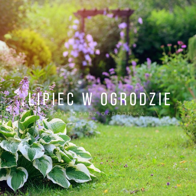 Lipiec w ogrodzie: kalendarz ogrodnika