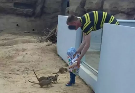 Zoo w Zamościu w mocnych słowach o ojcu, który włożył dziecko do wybiegu surykatek