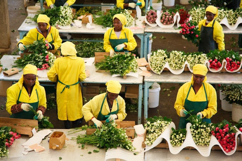 Kenyan flower workers sorting and grading flowers for export