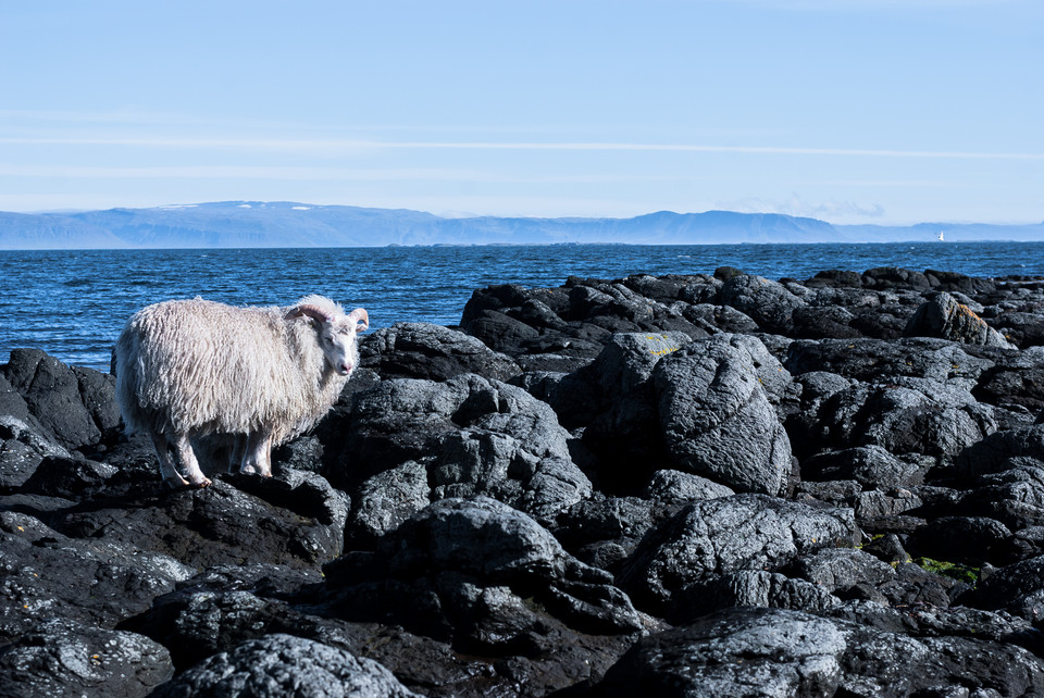 Wyspa Flatey (Islandia) uznana za "najlepszą wyspę świata"